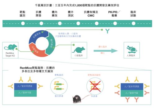 中國版“再生元”崛起 百奧賽圖攜基因編輯鼠平臺(tái)赴港IPO，開啟抗體藥物研發(fā)新篇章